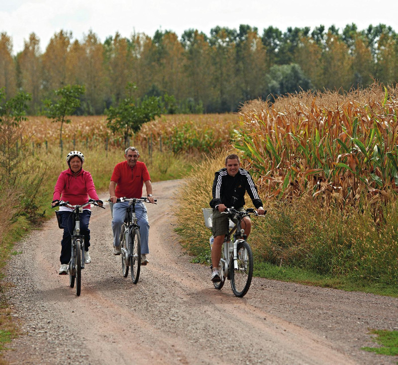 Cyclistes sur un chemin entre les champs de maïs